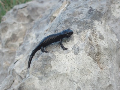 Salamandra atra prenjsis, juveniles